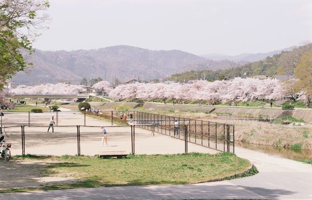 a park with cherry blossoms in Kyoto