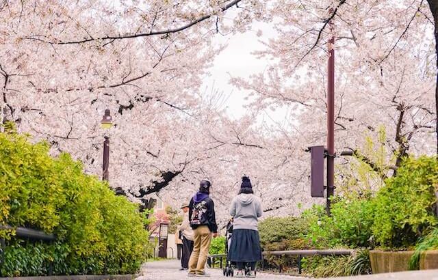 ladies enjoying hanami in a park
